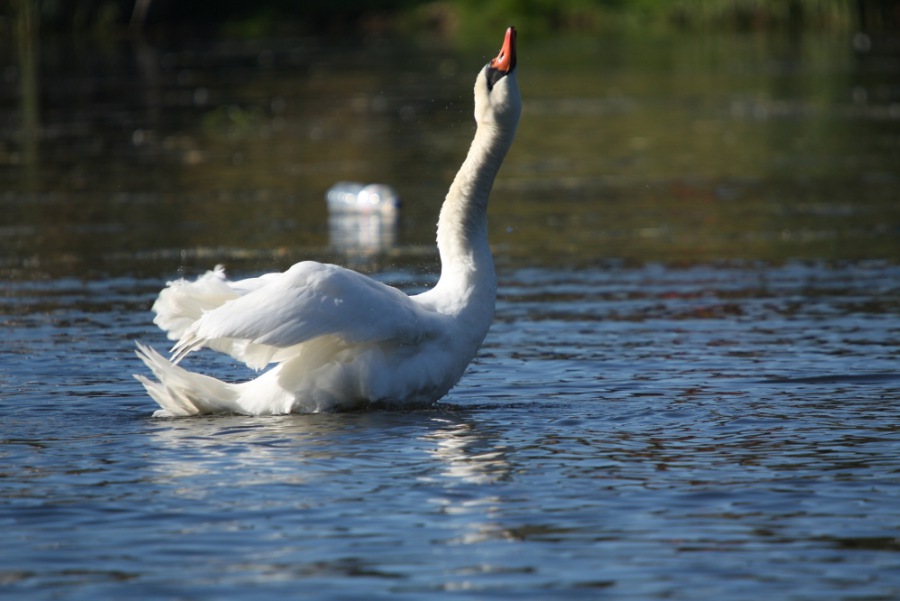 Swan