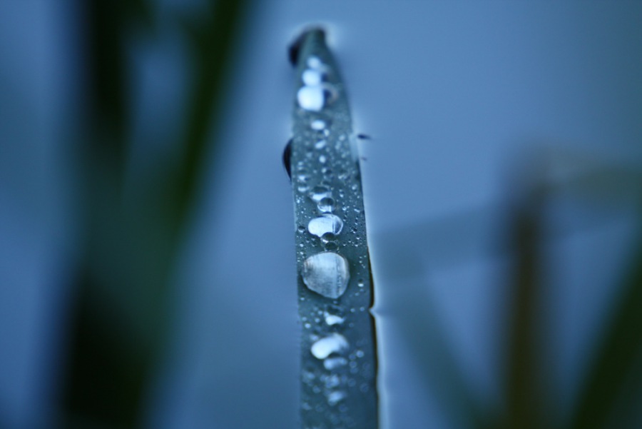 Dropping ball of  dew