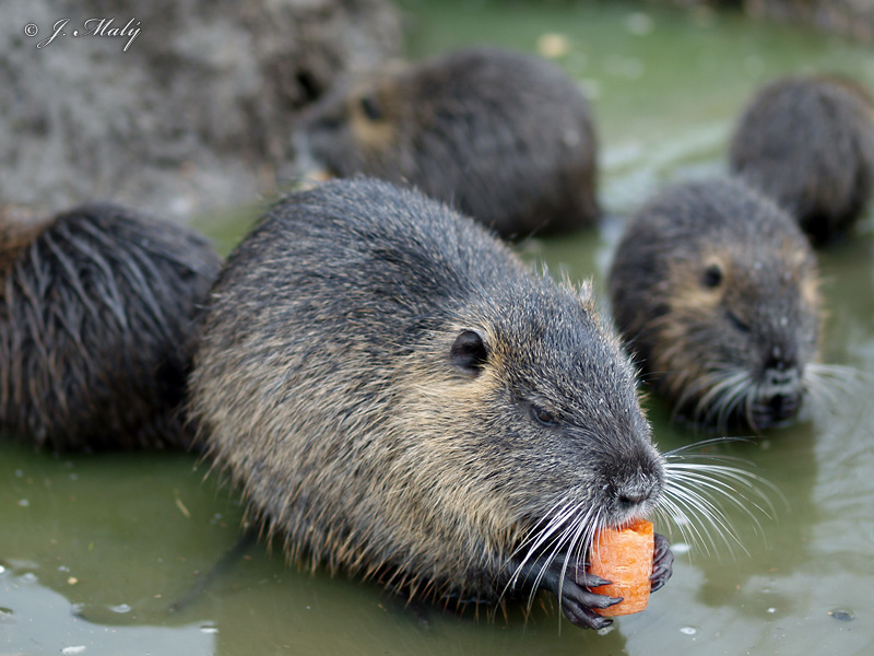 Nutria Coypu