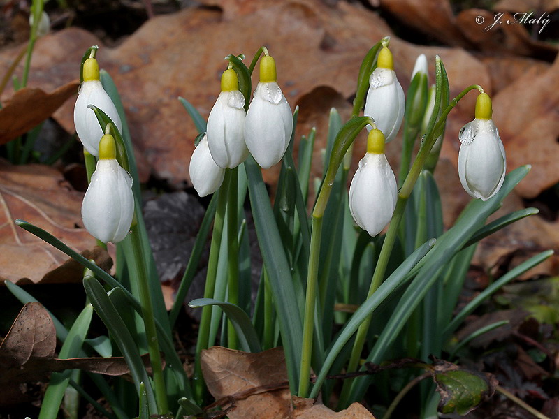 Snowdrop