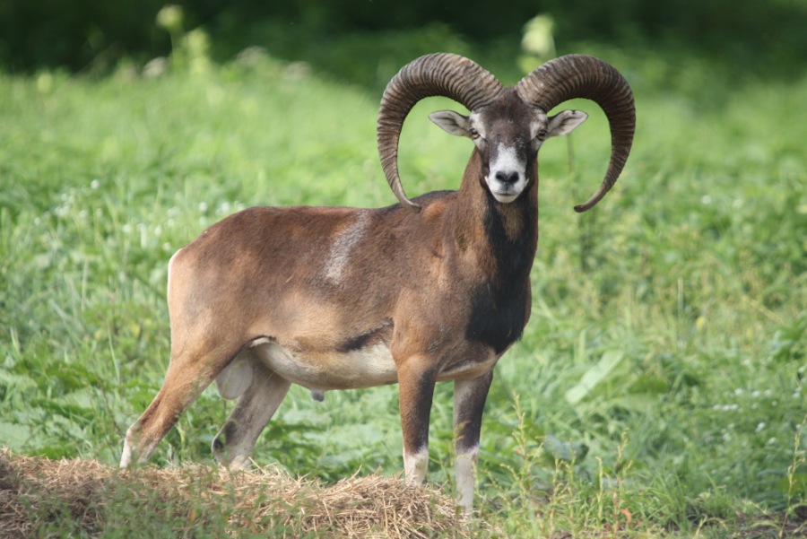 Mouflon