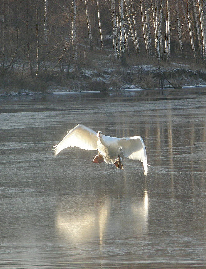 Swan white