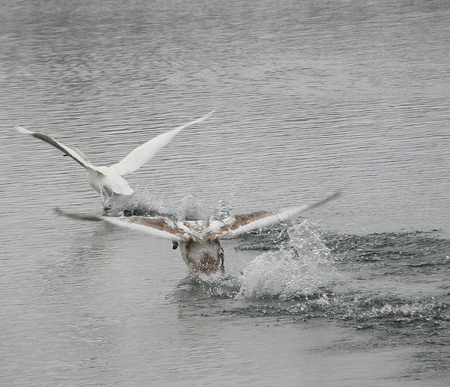 Swan white