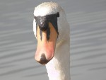 Labuť bílá