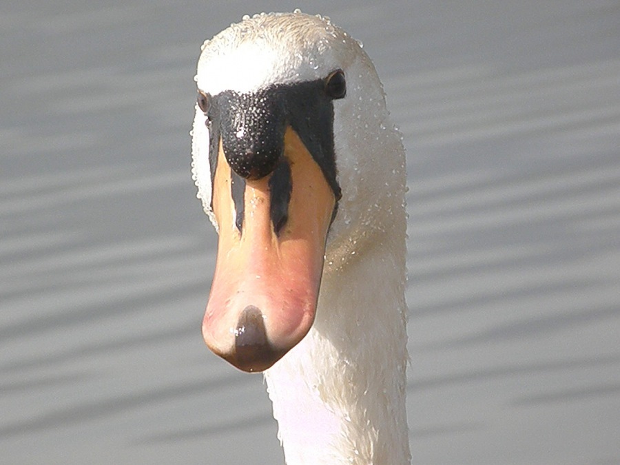 Swan white