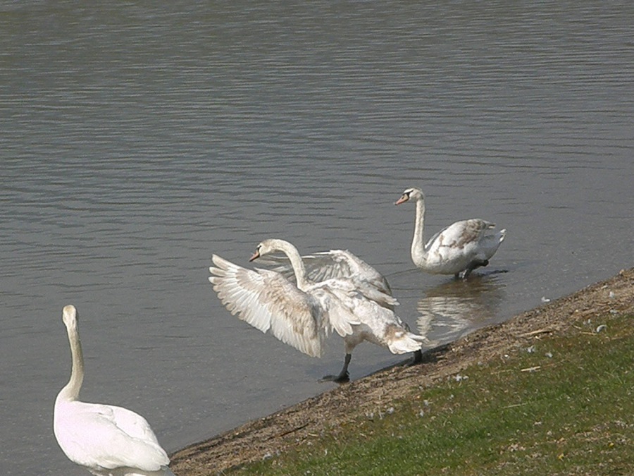 Swan white