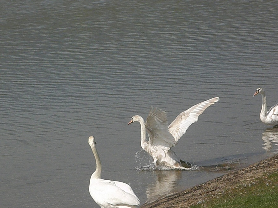 Swan white