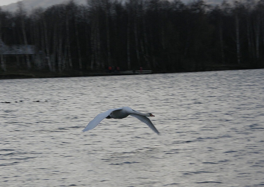 Swan white