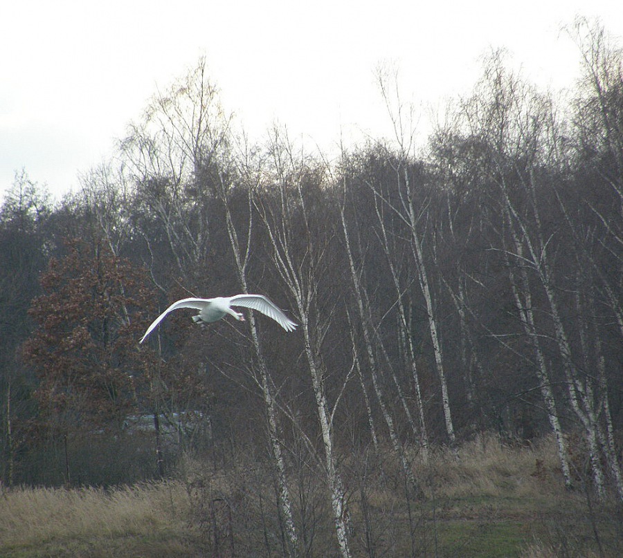 Swan white