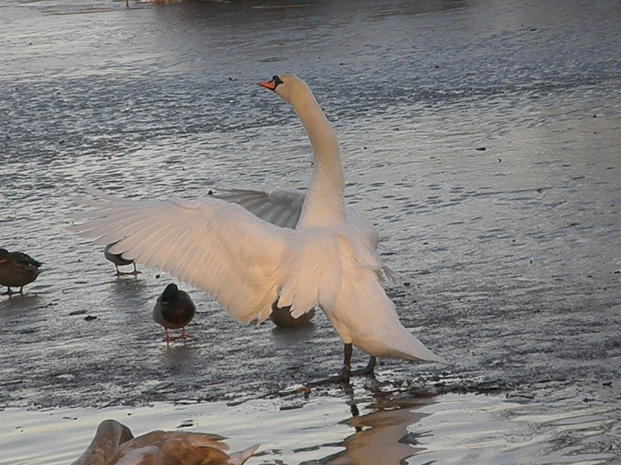 Swan white