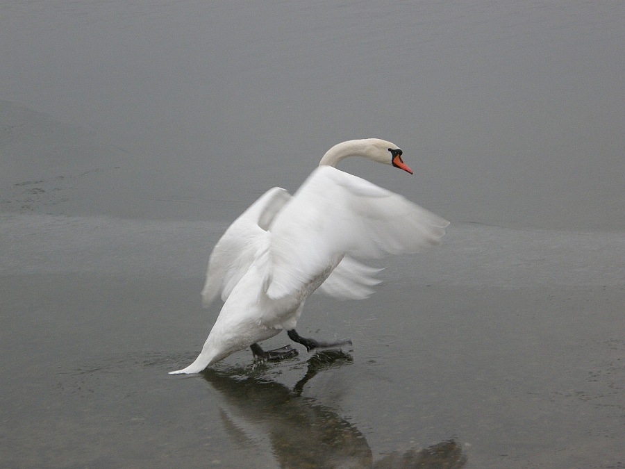 Swan white