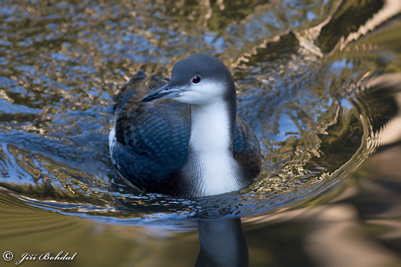Black-throated Diver