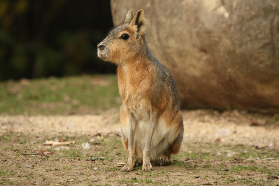 Mara