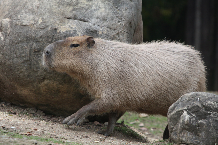 Capibara