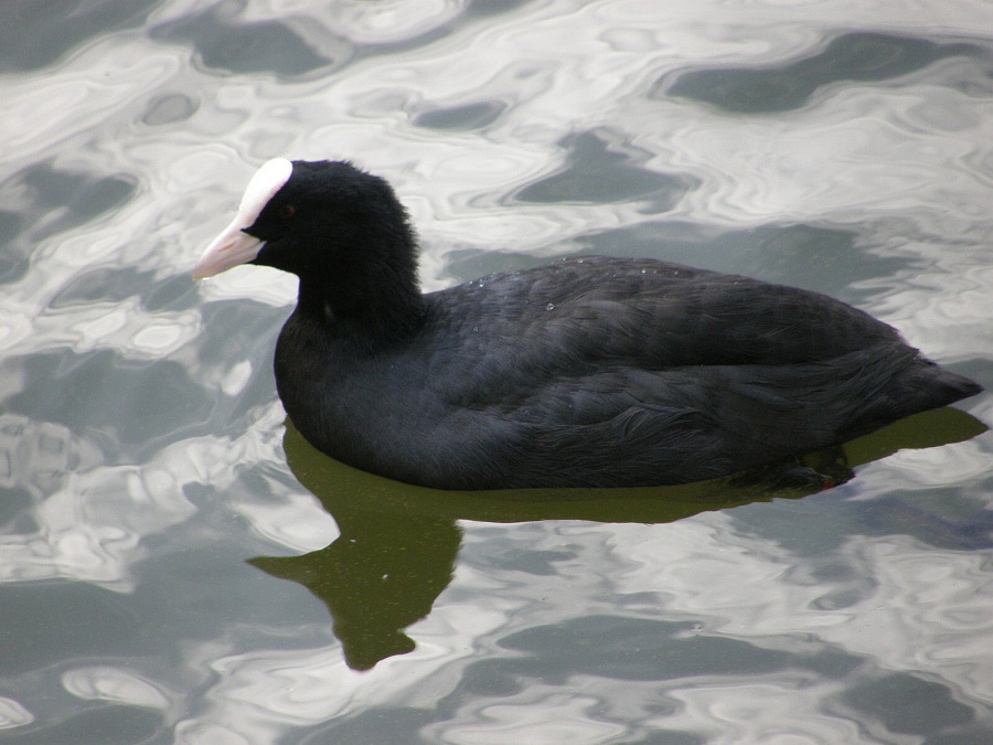 coot black