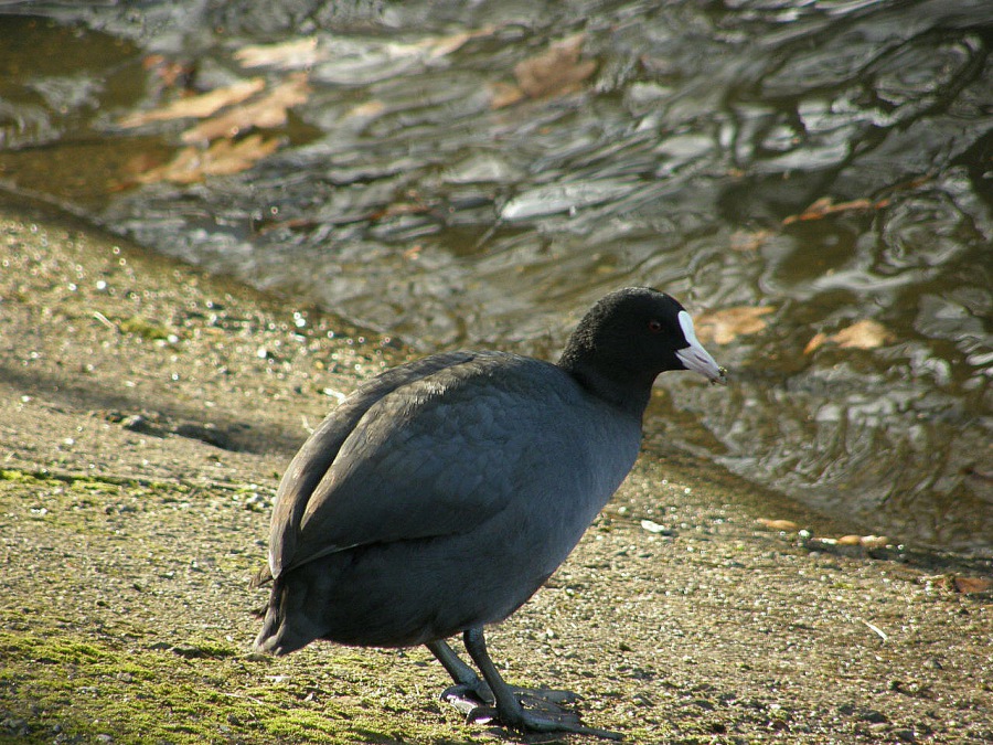 coot black