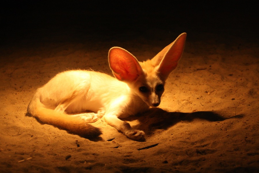 Fennec fox