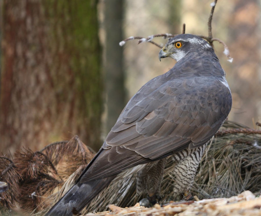 Goshawk,Northern Goshawk,Goosehawk