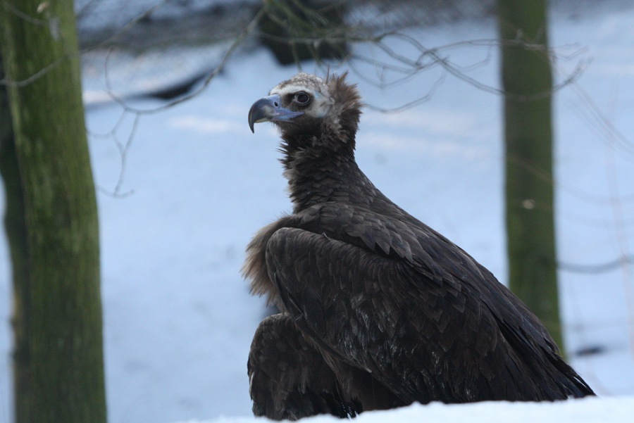 Cinereous vulture