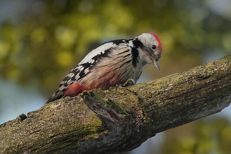 Middle Spotted Woodpecker