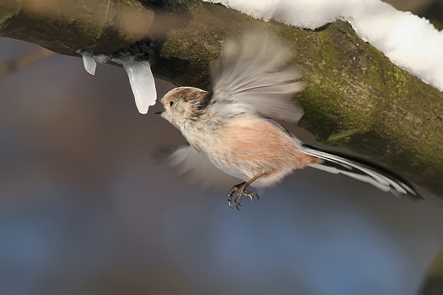 Long-tailed Tit