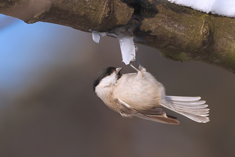 Marsh Tit