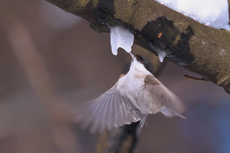 Marsh Tit
