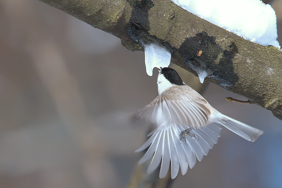 Marsh Tit