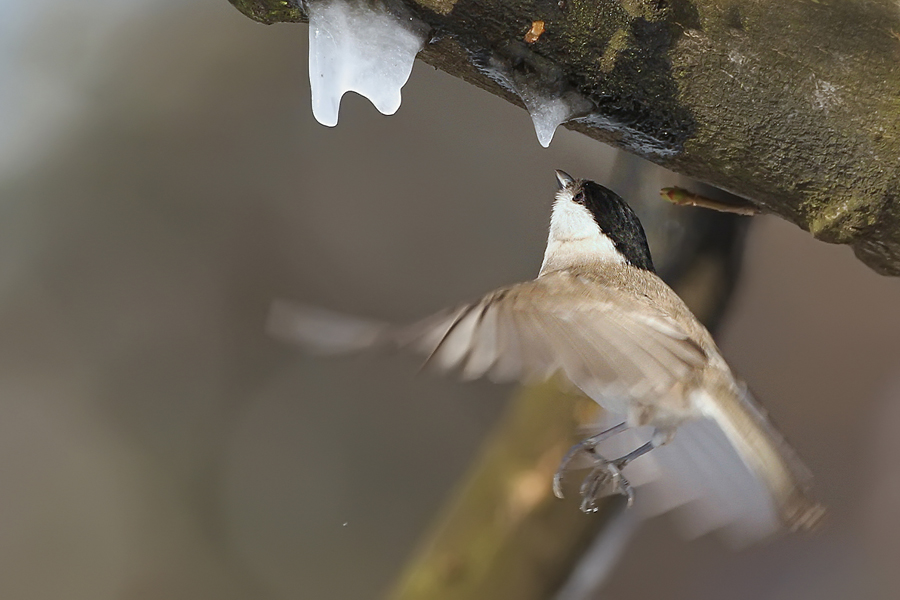 Marsh Tit