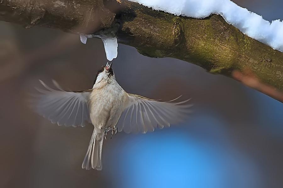 Marsh Tit