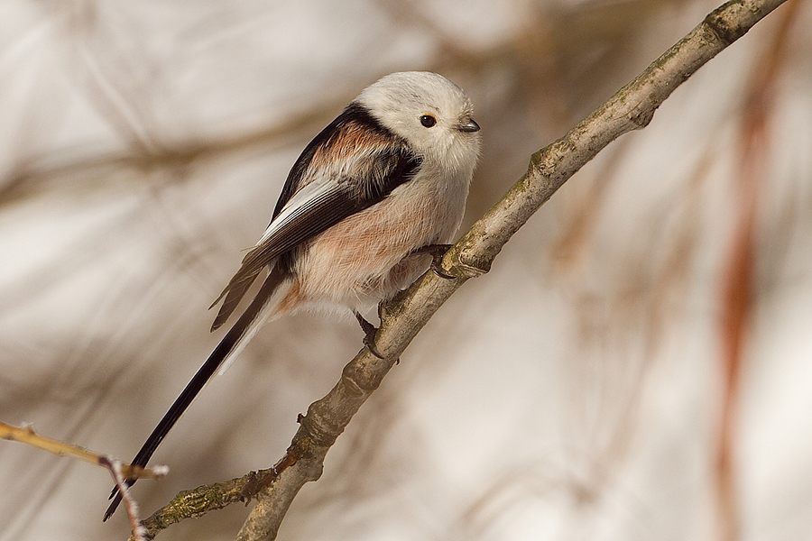 Long-tailed Tit