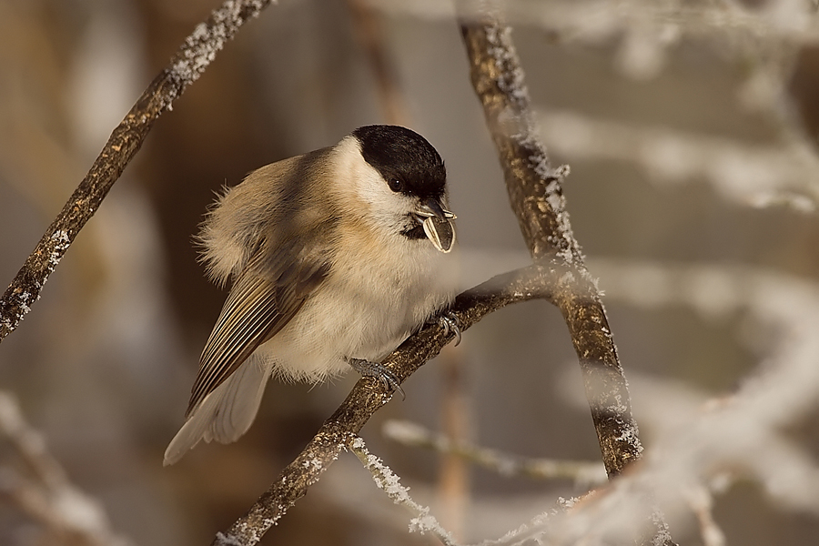 Marsh Tit