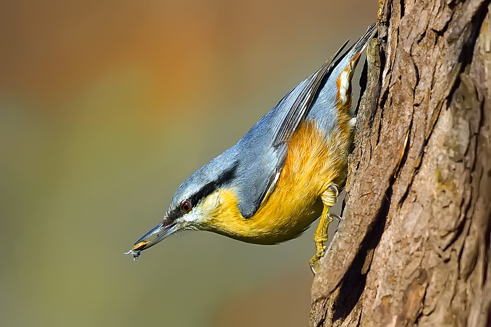 Sitta europaea