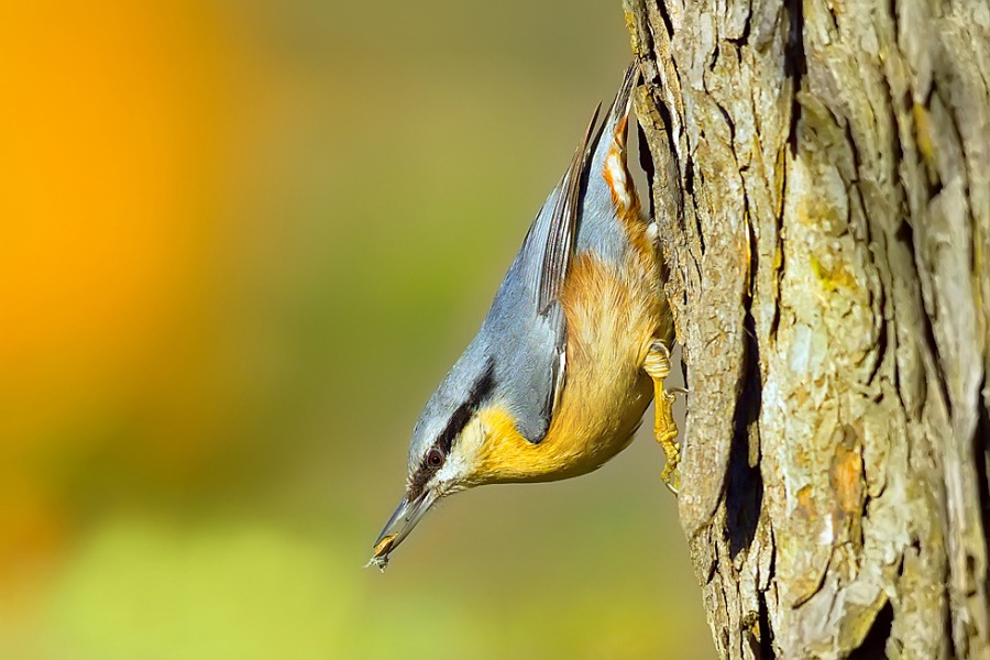 Sitta europaea
