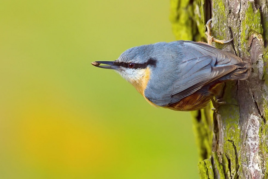 Sitta europaea