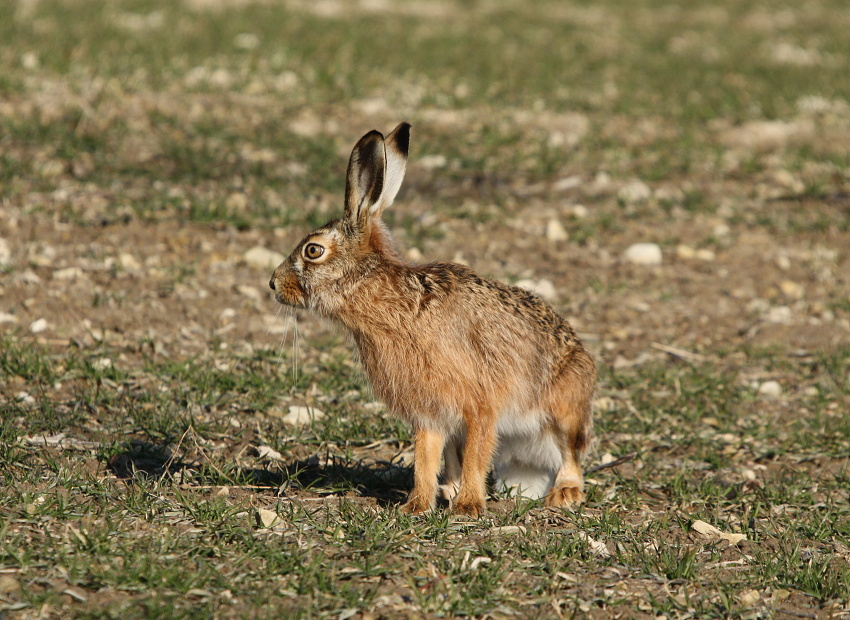 Brown Hare,European Hare,Common Hare 
