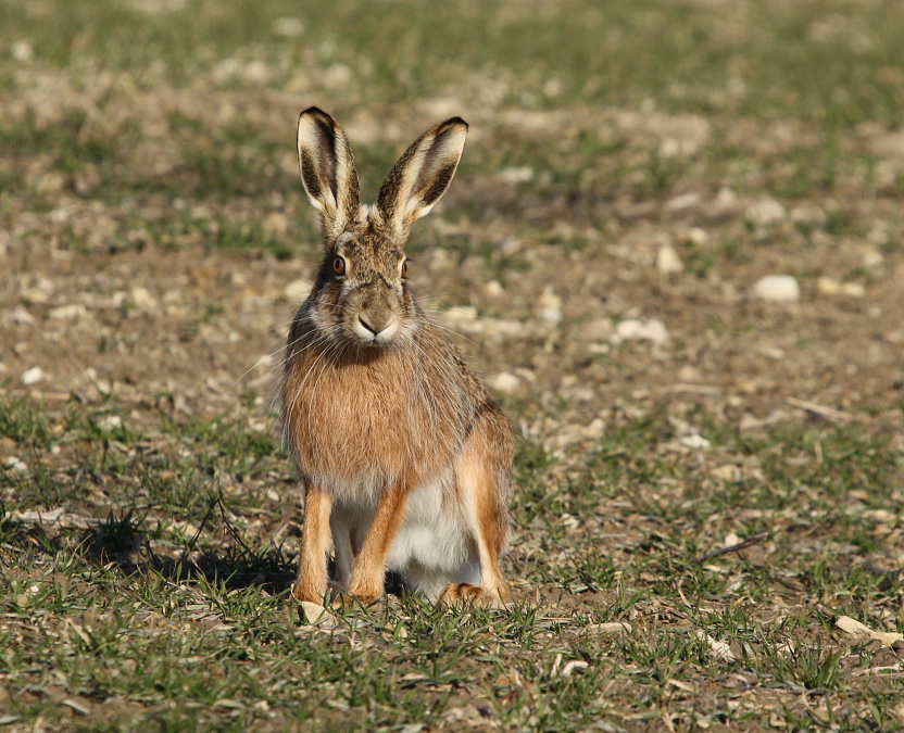 Brown Hare,European Hare,Common Hare 