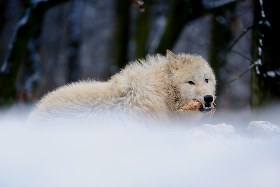 Arctic wolf