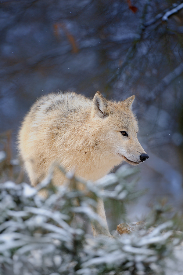 Arctic wolf