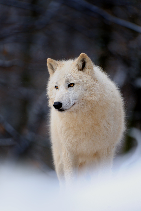 Arctic wolf