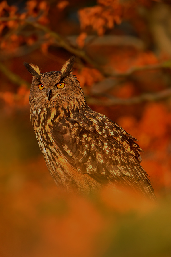 Eagle owl