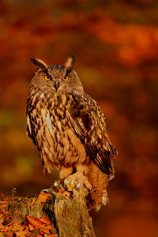 Eagle owl