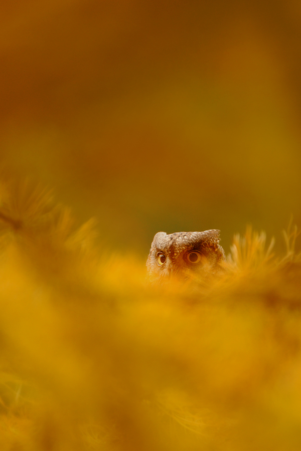 Scops Owl