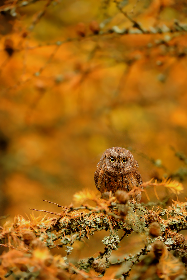Scops Owl