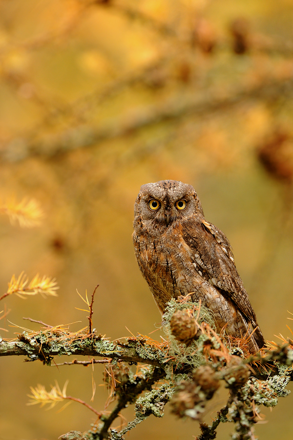 Scops Owl
