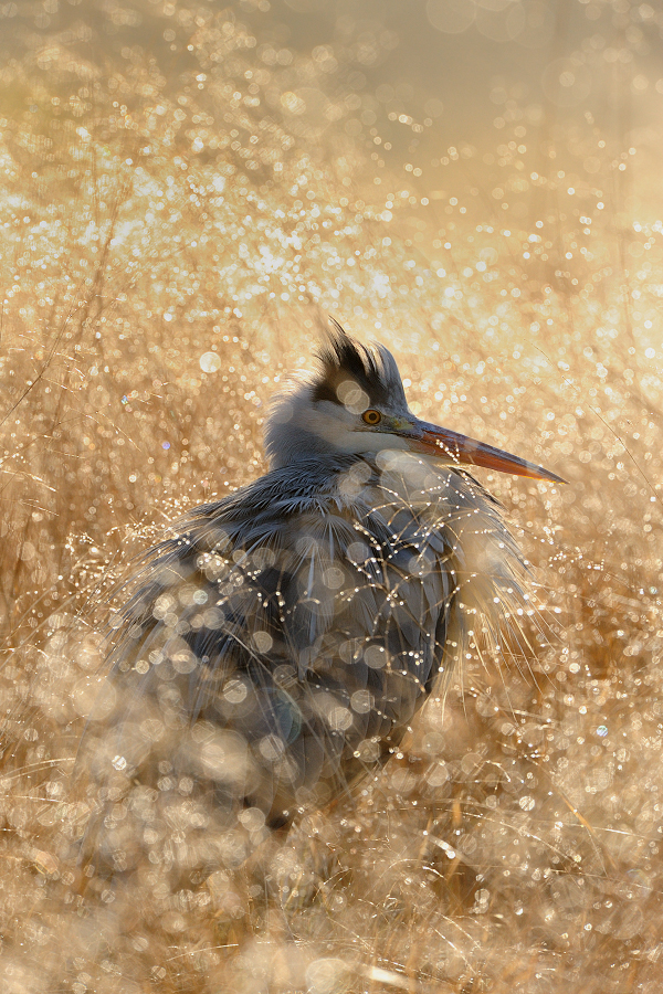 Grey Heron