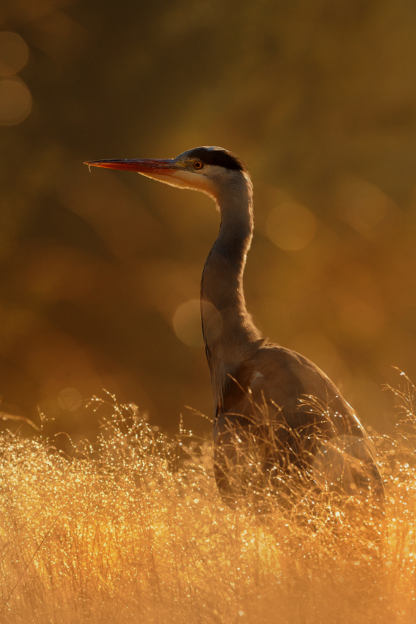Grey Heron