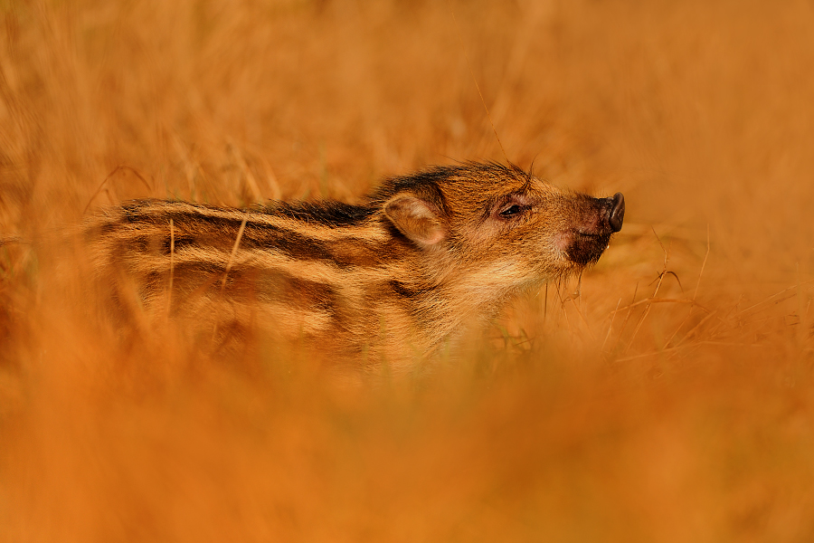 Wild boar
