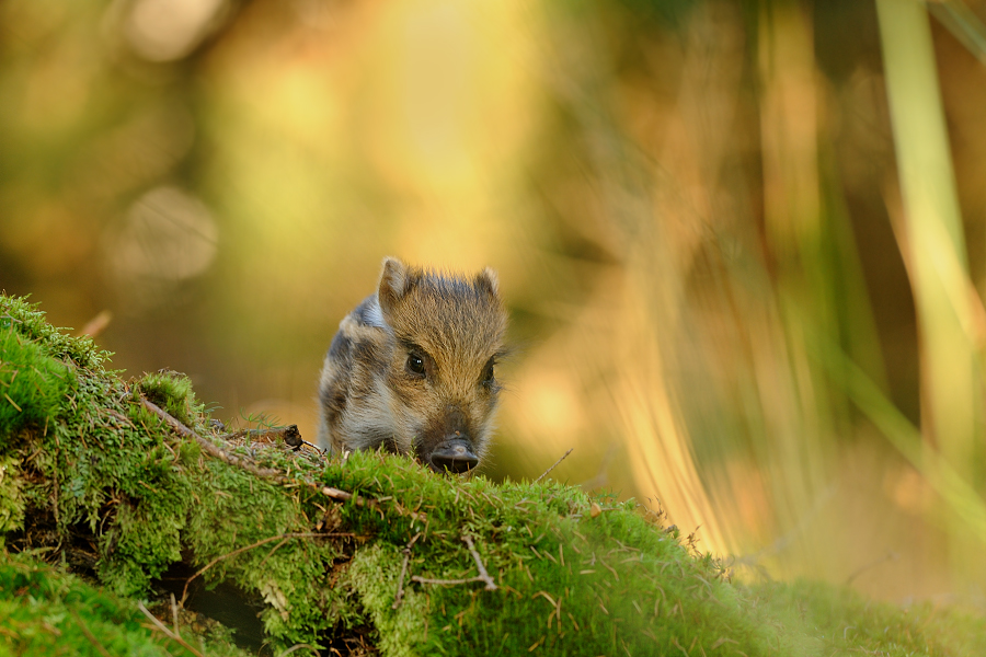 Wild boar