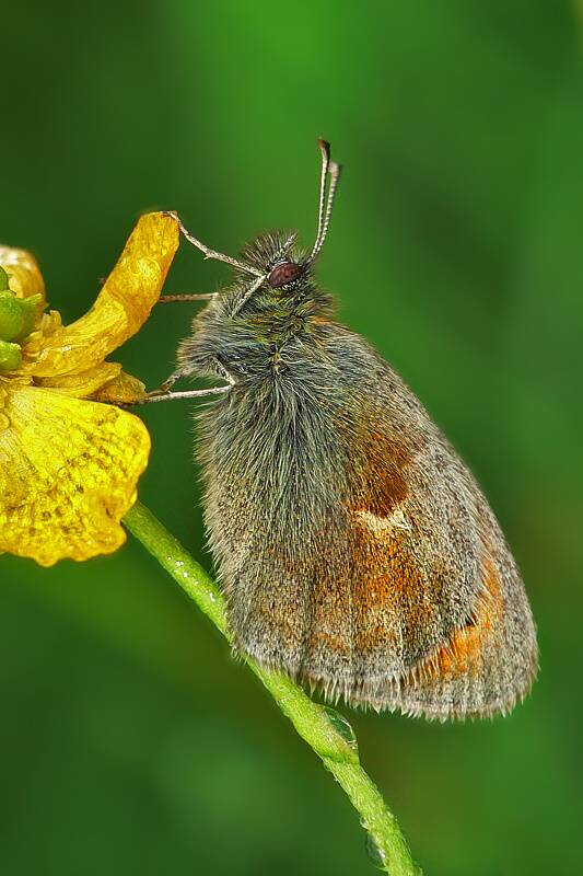 Hyponephele lycaon 